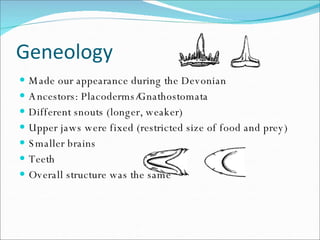 Geneology Made our appearance during the Devonian Ancestors: Placoderms/Gnathostomata Different snouts (longer, weaker) Upper jaws were fixed (restricted size of food and prey) Smaller brains Teeth Overall structure was the same 