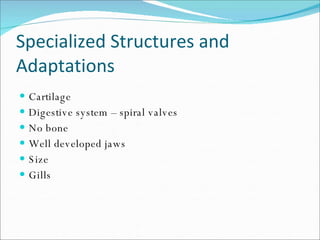 Specialized Structures and Adaptations Cartilage Digestive system – spiral valves No bone Well developed jaws Size Gills 