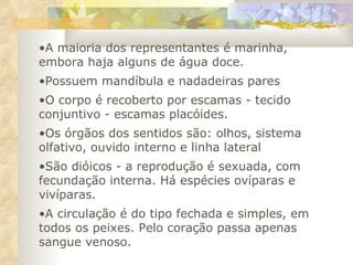 A maioria dos representantes é marinha, embora haja alguns de água doce.  Possuem mandíbula e nadadeiras pares  O corpo é recoberto por escamas - tecido conjuntivo - escamas placóides. Os órgãos dos sentidos são: olhos, sistema olfativo, ouvido interno e linha lateral São dióicos - a reprodução é sexuada, com fecundação interna. Há espécies ovíparas e vivíparas.  A circulação é do tipo fechada e simples, em todos os peixes. Pelo coração passa apenas sangue venoso. 
