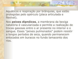 Aquáticos e respiração por brânquias, que estão protegidas pelo opérculo (placa articulada e flexível).  Nos  peixes dipnóicos , a membrana da bexiga natatória é vascularizada e permite a realização de trocas gasosas entre o ar presente no interior e o sangue. Esses "peixes pulmonados" podem resistir a longos períodos de seca, quando permanecem entocados em buracos no fundo lamacento dos rios.  