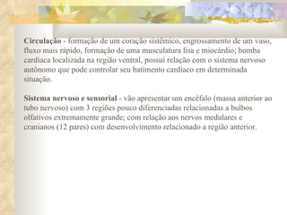 Circulação  - formação de um coração sistêmico, engrossamento de um vaso, fluxo mais rápido, formação de uma musculatura lisa e miocárdio; bomba cardíaca localizada na região ventral, possui relação com o sistema nervoso autônomo que pode controlar seu batimento cardíaco em determinada situação. Sistema nervoso e sensorial  - vão apresentar um encéfalo (massa anterior ao tubo nervoso) com 3 regiões pouco diferenciadas relacionadas a bulbos olfativos extremamente grande; com relação aos nervos medulares e cranianos (12 pares) com desenvolvimento relacionado a região anterior.  