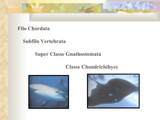 Filo Chordata  Subfilo Vertebrata  Super Classe Gnathostomata  Classe Chondrichthyes 