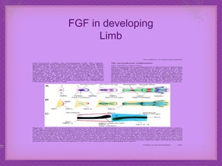 F GF in developing Limb 
