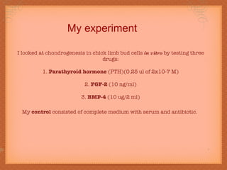 My experiment I looked at chondrogenesis in chick limb bud cells  in vitro  by testing three drugs: 1.  Parathyroid hormone  (PTH)(0.25 ul of 2x10-7 M) 2.  FGF-2  (10 ng/ml) 3.  BMP-4  (10 ug/2 ml) My  control  consisted of complete medium with serum and antibiotic.   nodule formation 