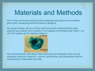 Materials and Methods Five 4-day old chick embryos were collected and placed into a sterile petri dish containing sterile Howard’s Ringers.  By using forceps, all four of the limb buds were removed from each embryo and placed into a sterile 15 ml plastic centrifuge tube (with 1 ml of 0.1% trypsin at 37 degrees Celsius.) Ten minutes later, this liquid was removed and replaced with 2 ml of complete medium (medium + serum, antibiotics, and glutamine) before triturating to dissociate the cells. 