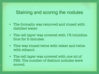 Staining and scoring the nodules The formalin was removed and rinsed with distilled water The cell layer was covered with 1% toluidine blue for 5 minutes.  This was rinsed twice with water and twice with ethanol. The cell layer was covered with one ml of PBS. The number of distinct nodules were scored. 