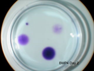 BMP4 Day 2 