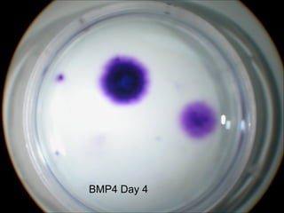 BMP4 Day 4 