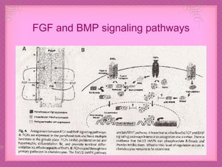 FGF and BMP signaling pathways 