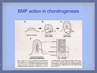 BMP action in chondrogenesis 