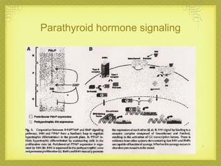 Parathyroid hormone signaling 