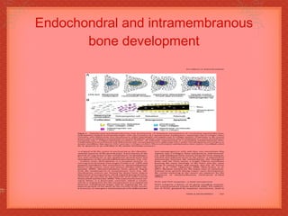 Endochondral and intramembranous bone development 