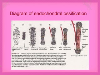 Diagram of endochondral ossification 