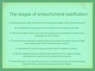 1. Mesenchymal cells commit to becoming cartilage cells (chondrocytes) 2. Committed mesenchyme condenses into compact nodules 3. Nodules differentiate into chondrocytes and proliferate to form the cartilage model of bone 4. Chondrocytes undergo hypertrophy and apoptosis while they change and mineralize their extracellular matrix 5. Apoptosis of chondrocytes allows blood vessels to enter  6. Blood vessels bring in osteoblasts which bind to degenerating cartilaginous matrix and deposit bone matrix 7. Bone formation and growth consists of ordered arrays of proliferating, hypertrophic, and mineralizing chondrocytes The stages of endochondral ossification 