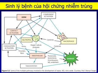 Sinh lý bệnh của hội chứng nhiễm trùng
 