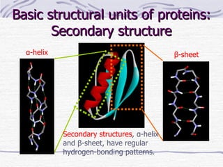 Basic structural units of proteins: Secondary structure α -helix β -sheet Secondary structures , α -helix and  β -sheet, have regular hydrogen-bonding patterns. 