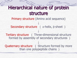 Hierarchical nature of protein structure Primary structure  (Amino acid sequence) ↓ Secondary structure  （ α -helix,  β -sheet ） ↓ Tertiary structure  （ Three-dimensional structure formed by assembly of secondary structures ） ↓ Quaternary structure  （ Structure formed by more than one polypeptide chains ） 
