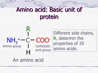 Amino acid: Basic unit of protein An amino acid Different side chains,  R , determin the properties of 20 amino acids. Amino group Carboxylic  acid group COO - NH 3 + C R H 