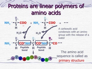 Proteins are linear polymers of amino acids R 1 NH 3 ＋ C CO H R 2 NH C CO H R 3 NH C CO H R 2 NH 3 ＋ C COO ー H ＋ R 1 NH 3 ＋ C COO ー H ＋ H 2 O H 2 O Peptide bond Peptide bond The amino acid sequence is called as  primary structure   A A F N G G S T S D K A carboxylic acid condenses with an amino group with the release of a water 