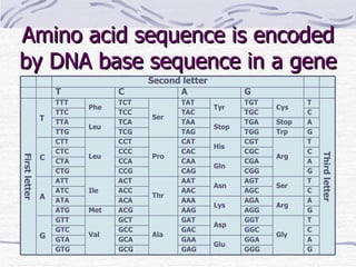Amino acid sequence is encoded by DNA base sequence in a gene Second letter T C A G First letter T TTT Phe TCT Ser TAT Tyr TGT Cys T Third letter TTC TCC TAC TGC C TTA Leu TCA TAA Stop TGA Stop A TTG TCG TAG TGG Trp G C CTT Leu CCT Pro CAT His CGT Arg T CTC CCC CAC CGC C CTA CCA CAA Gln CGA A CTG CCG CAG CGG G A ATT Ile ACT Thr AAT Asn AGT Ser T ATC ACC AAC AGC C ATA ACA AAA Lys AGA Arg A ATG Met ACG AAG AGG G G GTT Val GCT Ala GAT Asp GGT Gly T GTC GCC GAC GGC C GTA GCA GAA Glu GGA A GTG GCG GAG GGG G 