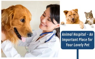 Animal Hospital - An
Important Place for
Your Lovely Pet
 