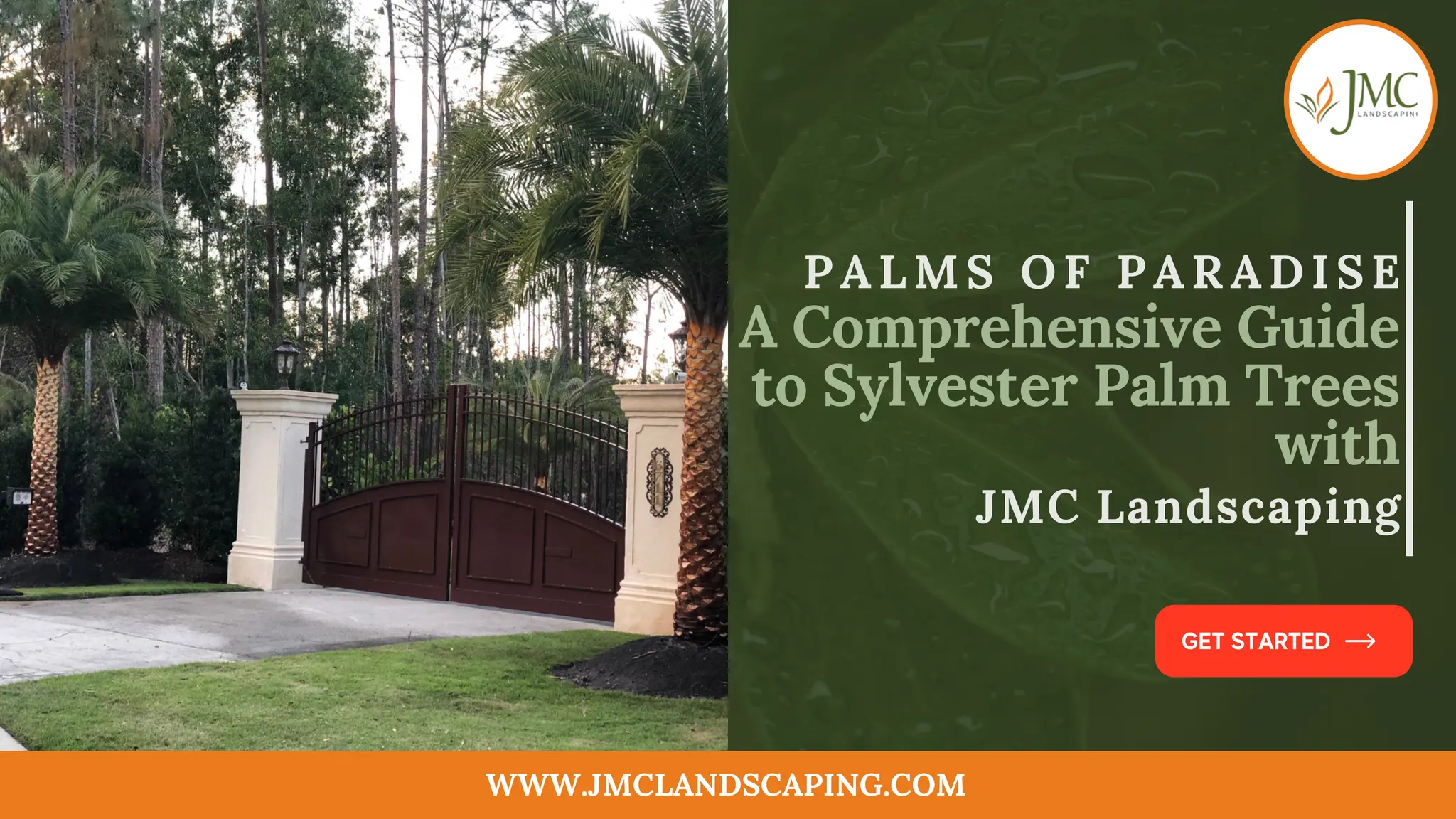 Sylvester Palm Trees Selection, Care, and Benefits with JMC