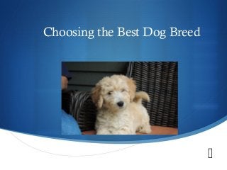 
Choosing the Best Dog Breed
 