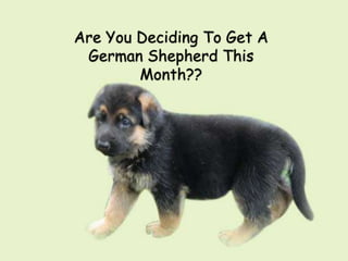 Are You Deciding To Get A
 German Shepherd This
        Month??
 