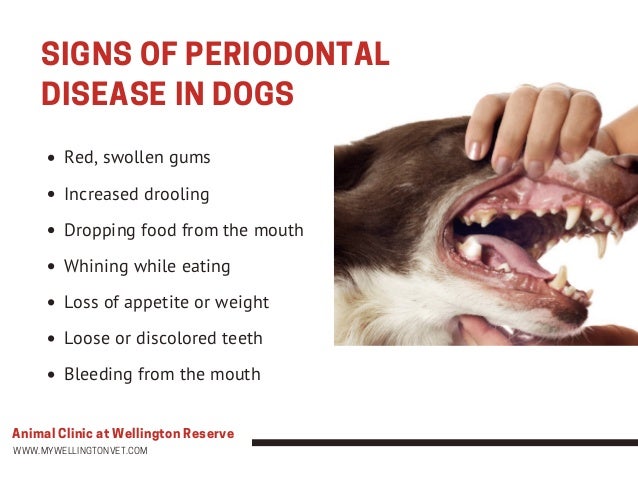 Choosing The Right Dental Care For Your Dog