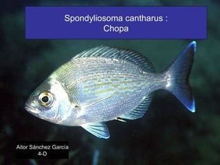 Spondyliosoma cantharus : Chopa Aitor   Sánchez   García 4-D 