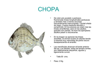 CHOPA De color gris azulado o pardusco. Numerosas líneas longitudinales parduscas o doradas más o menos sinuosas, frecuentemente interrumpidas. Caudal orlada de negro. Cuerpo bastante elevado y comprimido. En los jóvenes se notan más las líneas amarillentas, pero en los adultos grandes son pardas. Al morir los ejemplares adultos pasan a oscurecerse. En la imagen se aprecian las lineas amarillas, el animal muerto el colorido tiende  a hacerse muy manchado de pardo oscuro desapareciendo el amarillo. Las mandíbulas alcanzan el borde anterior del ojo. Los dientes, todos de tamaño similar, son relativamente pequeños, agudos y ligeramente curvos.         Talla:50  cms. Peso: 2 Kg. 