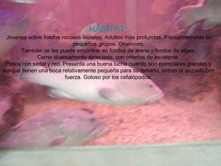 HÁBITAT:   Jóvenes sobre fondos rocosos litorales. Adultos más profundos. Frecuentemente en pequeños grupos. Omnívoro. También se les puede encontrar en fondos de arena y fondos de algas. Carne diversamente apreciada, con criterios de excelente. Pesca con sedal y red. Presenta una buena lucha cuando son ejemplares grandes y aunque tienen una boca relativamente pequeña para su tamaño, entran al anzuelo con fuerza. Goloso por los cefalópodos. 