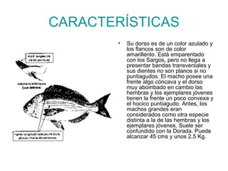 CARACTERÍSTICAS Su dorso es de un color azulado y los flancos son de color amarillento. Está emparentado con los Sargos, pero no llega a presentar bandas transversales y sus dientes no son planos si no puntiagudos. El macho posee una frente algo cóncava y el dorso muy abombado en cambio las hembras y los ejemplares jóvenes tienen la frente un poco convexa y el hocico puntiagudo. Antes, los machos grandes eran considerados como otra especie distinta a la de las hembras y los ejemplares jóvenes. Suele ser confundido con la Dorada. Puede alcanzar 45 cms y unos 2,5 Kg.  