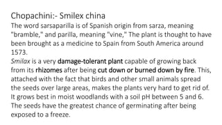 Chopachini:- Smilex china 
The word sarsaparilla is of Spanish origin from sarza, meaning 
"bramble," and parilla, meaning "vine," The plant is thought to have 
been brought as a medicine to Spain from South America around 
1573. 
Smilax is a very damage-tolerant plant capable of growing back 
from its rhizomes after being cut down or burned down by fire. This, 
attached with the fact that birds and other small animals spread 
the seeds over large areas, makes the plants very hard to get rid of. 
It grows best in moist woodlands with a soil pH between 5 and 6. 
The seeds have the greatest chance of germinating after being 
exposed to a freeze. 
 