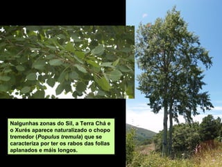 A forma longa e estreita é a
característica máis destacada
dos chopos da variedade
“Itálica”, coñecida como
chopo lombardo.
 