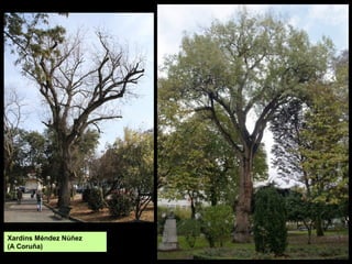 Paseo da Calzada (Cambados)
-3,30 m de perímetro.
O Convento (Cambados)
-3,20 m de perímetro.
 