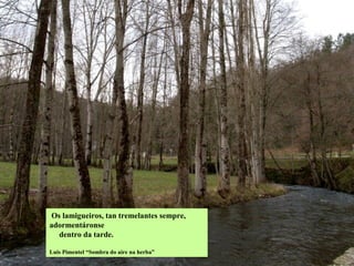 Os chopos cultívanse polo seu
rápido desenvolvemento.
Tamén se poden plantar como
depuradores dos solos e das
augas residuiais porque
reteñen os metais pesados.
O chopo é a árbore máis produtiva
que existe. Hai variedades que
poden talarse en turnos de 8-10
anos. A especie máis cultivada é o
Populus deltoides e o “chopo
americano” (P. x euramerican),
híbrido deste e do P. canadensis.
 