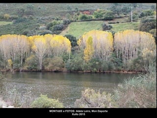 Os lamigueiros, tan tremelantes sempre,
adormentáronse
dentro da tarde.
Luis Pimentel “Sombra do aire na herba”
 