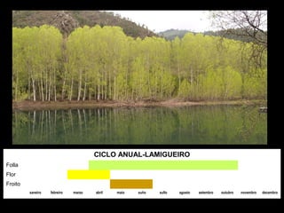 CICLO ANUAL-LAMIGUEIRO
Folla
Flor
Froito
xaneiro febreiro marzo abril maio xuño xullo agosto setembro outubro novembro decembro
 
