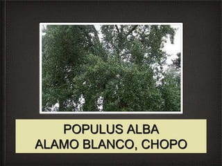 POPULUS ALBA
ALAMO BLANCO, CHOPO
 