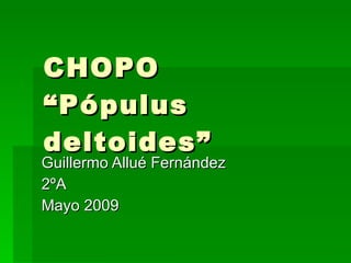 CHOPO  “Pópulus deltoides” Guillermo Allué Fernández 2ºA Mayo 2009 