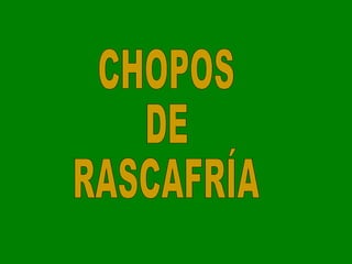 CHOPOS DE RASCAFRÍA 