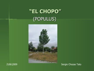 “ EL CHOPO” (POPULUS) Sergio Chozas Tato 2�62009 