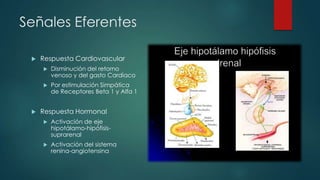 Señales Eferentes
 Respuesta Cardiovascular
 Disminución del retorno
venoso y del gasto Cardiaco
 Por estimulación Simpática
de Receptores Beta 1 y Alfa 1
 Respuesta Hormonal
 Activación de eje
hipotálamo-hipófisis-
suprarenal
 Activación del sistema
renina-angiotensina
 