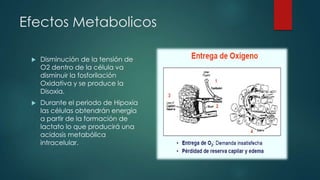 Efectos Metabolicos
 Disminución de la tensión de
O2 dentro de la célula va
disminuir la fosforilación
Oxidativa y se produce la
Disoxia.
 Durante el periodo de Hipoxia
las células obtendrán energía
a partir de la formación de
lactato lo que producirá una
acidosis metabólica
intracelular.
 