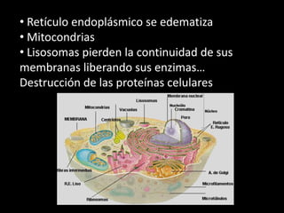 • Retículo endoplásmico se edematiza
• Mitocondrias
• Lisosomas pierden la continuidad de sus
membranas liberando sus enzimas…
Destrucción de las proteínas celulares

 