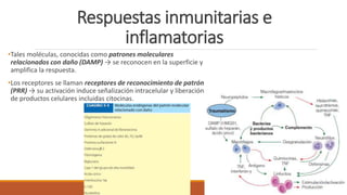 Respuestas inmunitarias e
inflamatorias
•Tales moléculas, conocidas como patrones moleculares
relacionados con daño (DAMP) → se reconocen en la superficie y
amplifica la respuesta.
•Los receptores se llaman receptores de reconocimiento de patrón
(PRR) → su activación induce señalización intracelular y liberación
de productos celulares incluidas citocinas.
 