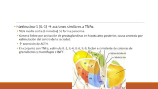 •Interleucina-1 (IL-1) → acciones similares a TNFα.
• Vida media corta (6 minutos) de forma paracrina.
• Genera fiebre por activación de prostaglandinas en hipotálamo posterior, causa anorexia por
estimulación del centro de la saciedad.
• ↑ secreción de ACTH.
• En conjunto con TNFα, estimula IL-2, IL-4, IL-6, IL-8, factor estimulante de colonias de
granulocitos y macrófagos e INFϓ.
 