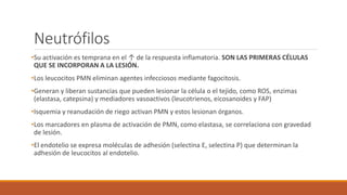 Neutrófilos
•Su activación es temprana en el ↑ de la respuesta inflamatoria. SON LAS PRIMERAS CÉLULAS
QUE SE INCORPORAN A LA LESIÓN.
•Los leucocitos PMN eliminan agentes infecciosos mediante fagocitosis.
•Generan y liberan sustancias que pueden lesionar la célula o el tejido, como ROS, enzimas
(elastasa, catepsina) y mediadores vasoactivos (leucotrienos, eicosanoides y FAP)
•Isquemia y reanudación de riego activan PMN y estos lesionan órganos.
•Los marcadores en plasma de activación de PMN, como elastasa, se correlaciona con gravedad
de lesión.
•El endotelio se expresa moléculas de adhesión (selectina E, selectina P) que determinan la
adhesión de leucocitos al endotelio.
 