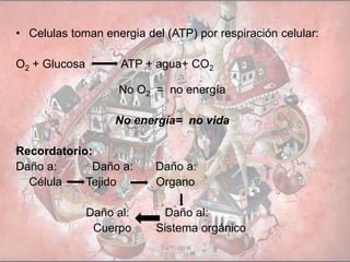 • Celulas toman energia del (ATP) por respiración celular:
O2 + Glucosa ATP + agua+ CO2
No O2 = no energía
No energía= no vida
Recordatorio:
Daño a: Daño a: Daño a:
Célula Tejido Organo
Daño al: Daño al:
Cuerpo Sistema orgánico
 